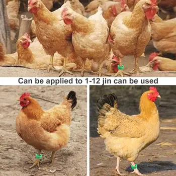 100 Adet Tavuk Halkası Ayrılabilir Renkli Zararsız Ördek tavuk bacağı Bantları Etiketleri Ayarlanabilir Ördek Ayak Halkası Çiftlik Hayvan Malzemeleri