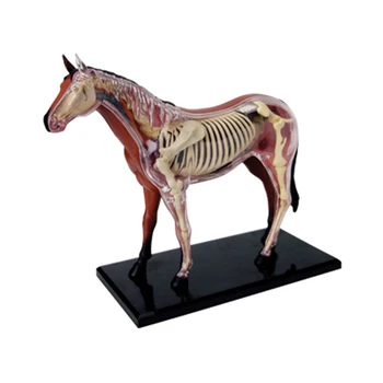 Hayvan Organı Anatomi Modeli 4D At İstihbarat Montaj Oyuncak Öğretim Anatomi Modeli DIY Popüler Bilim Aletleri