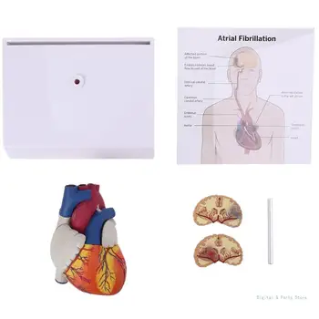 M17F Yaşam Boyutu Demonte Anatomik İnsan Kalp Anatomisi Modeli Çalışma Öğretim için
